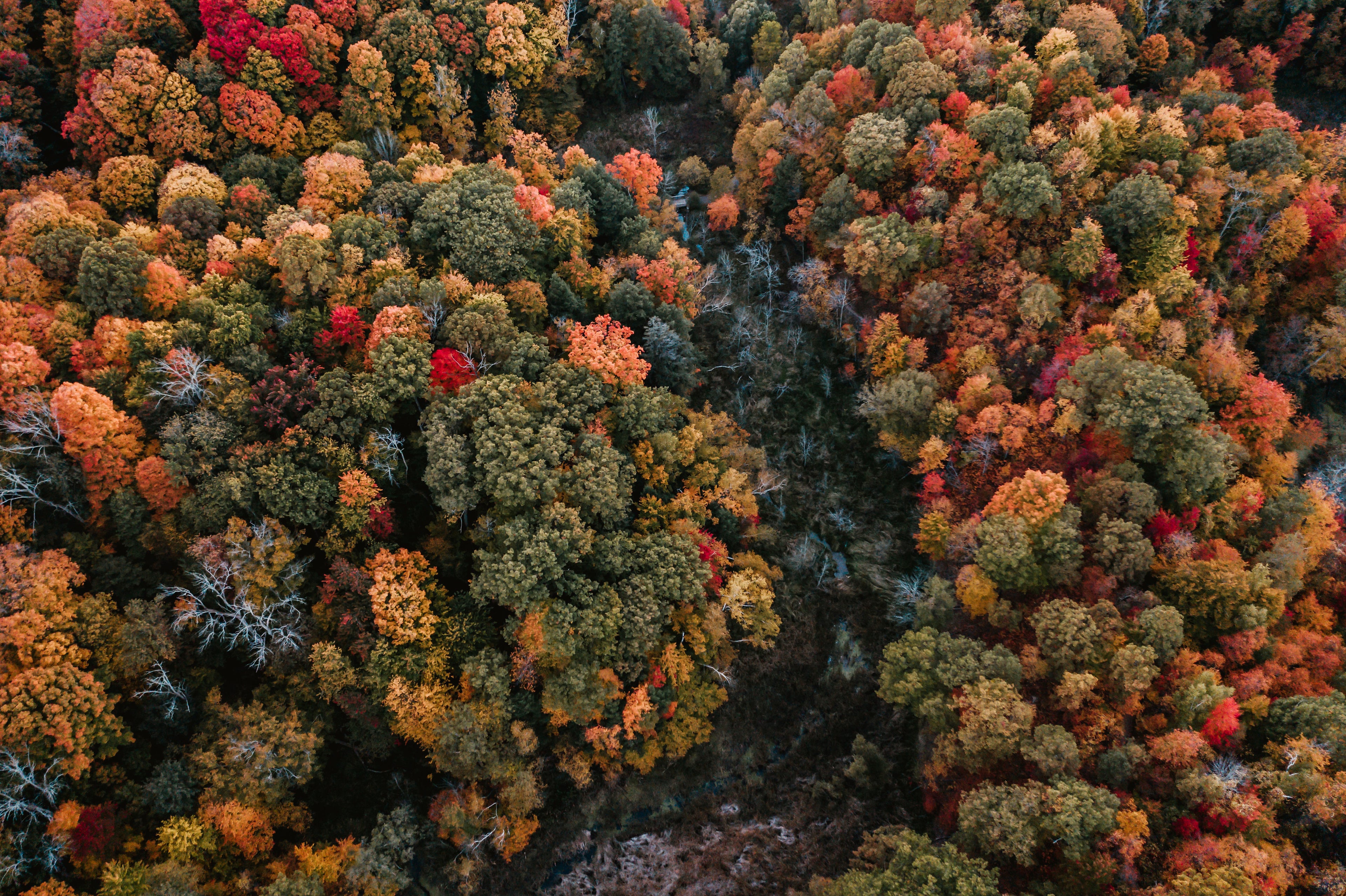 Der Wald vor lauter Bäumen. Landkarten im Coaching geben Übersicht