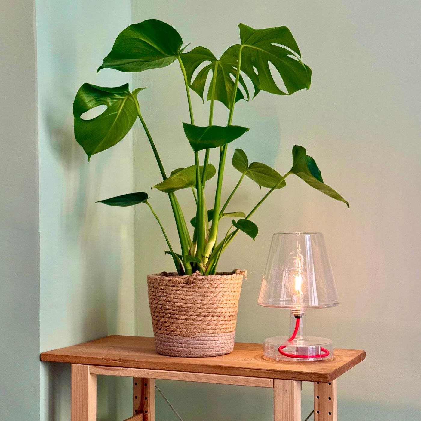 Detailaufnahme mit Pflanze und Lampe aus dem Besprechungsraum von Lauf-Rat