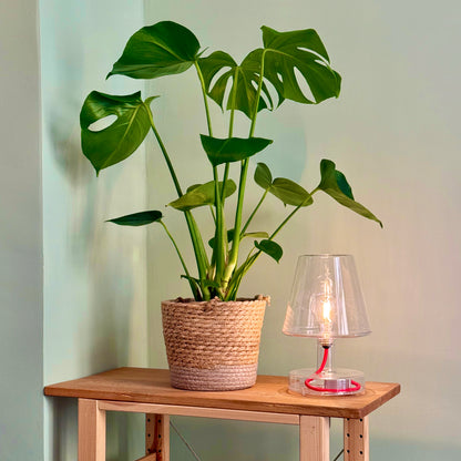 Detailaufnahme mit Pflanze und Lampe aus dem Besprechungsraum von Lauf-Rat